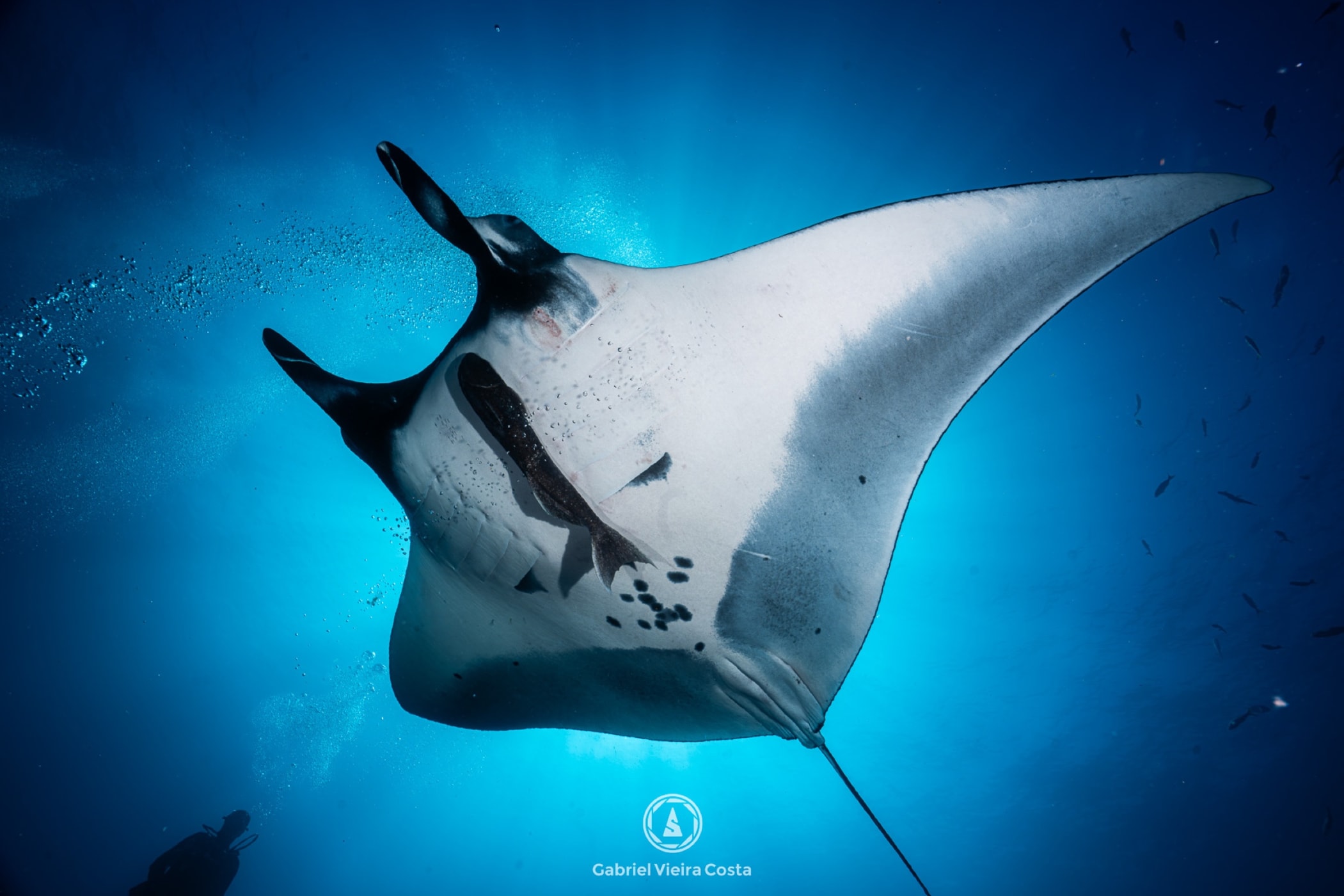 Manta frontal