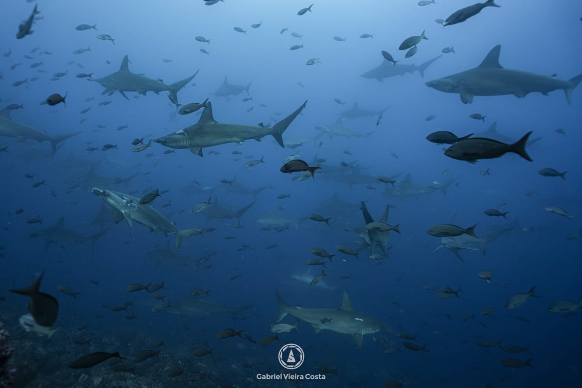 Cardume de tubarões-martelo em Galápagos, foto de Gabriel Vieira Costa
