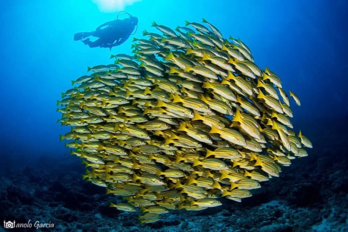 Cardume de peixes amarelos sobre o recife no Mar de Cortez