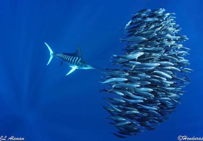 Bola de sardinha atacada por um marlim em mar aberto