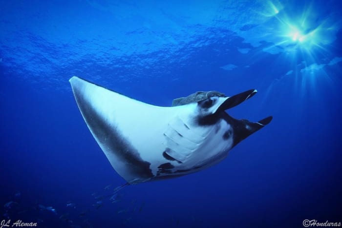 Mobula deslizando em água azul no Mar de Cortez