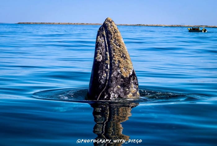 Baleia-cinzenta emergindo na superfície em Bahía Magdalena