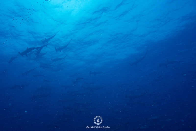 Tubarão-martelo em Galápagos, liveaboard Tiburon Explorer