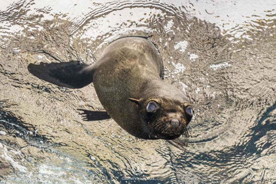 Leão-marinho na superfície em Galápagos, foto de Gabriel Vieira Costa