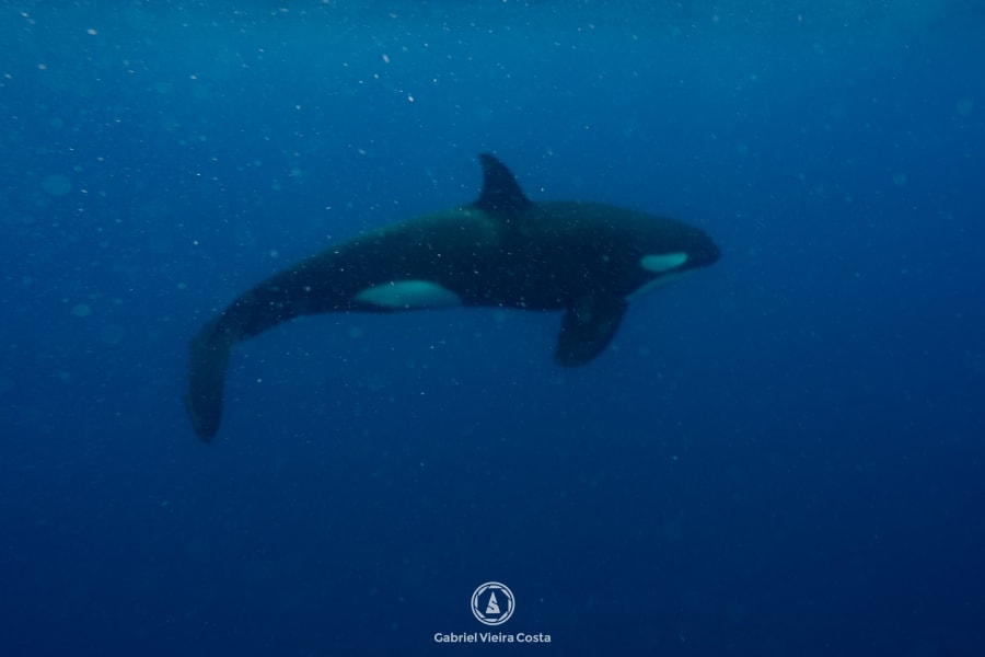 Orca em Galápagos, foto de Gabriel Vieira Costa