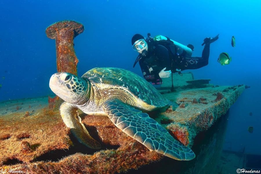 Tartaruga marinha pousada sobre o casco de um naufrágio