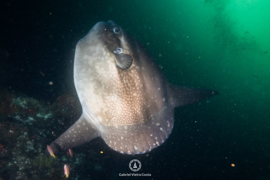 Mola junto a gorgônias em Galápagos, foto de Gabriel Vieira Costa