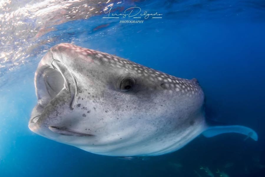 Tubarão-baleia visto de frente, com a boca aberta filtrando água, na Baía de La Paz