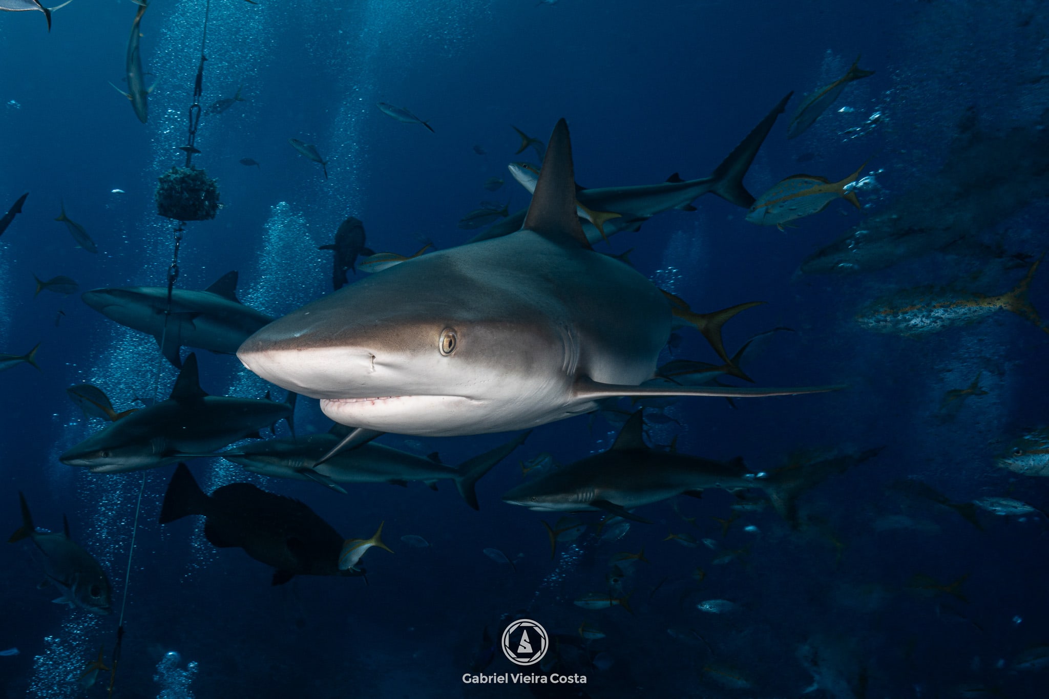 Viagem de mergulho: vale comprar com a escola, direto no destino ou com agência comum?