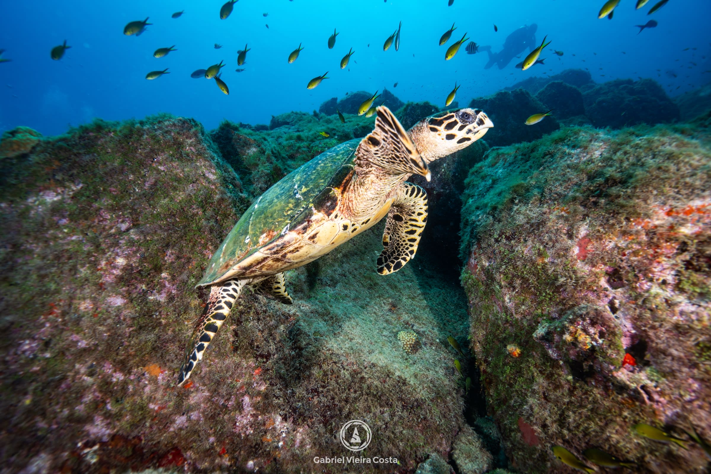 Mergulho em Fernando de Noronha: o melhor do Atlântico Sul