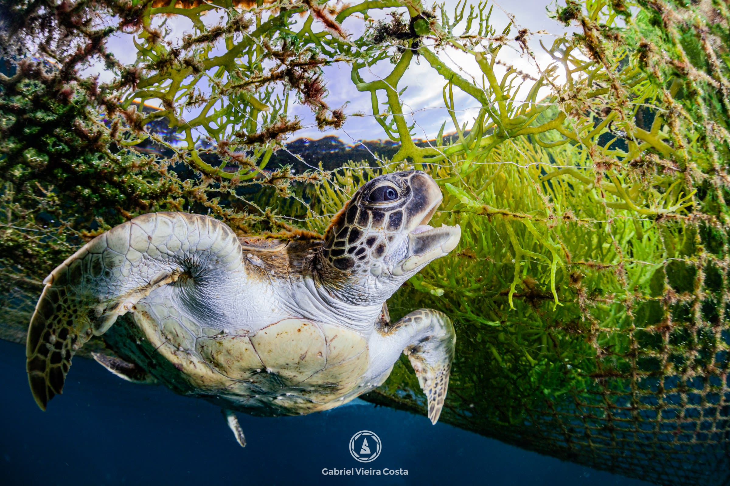 Tartarugas marinhas do Brasil: as 5 espécies e onde mergulhar com cada uma