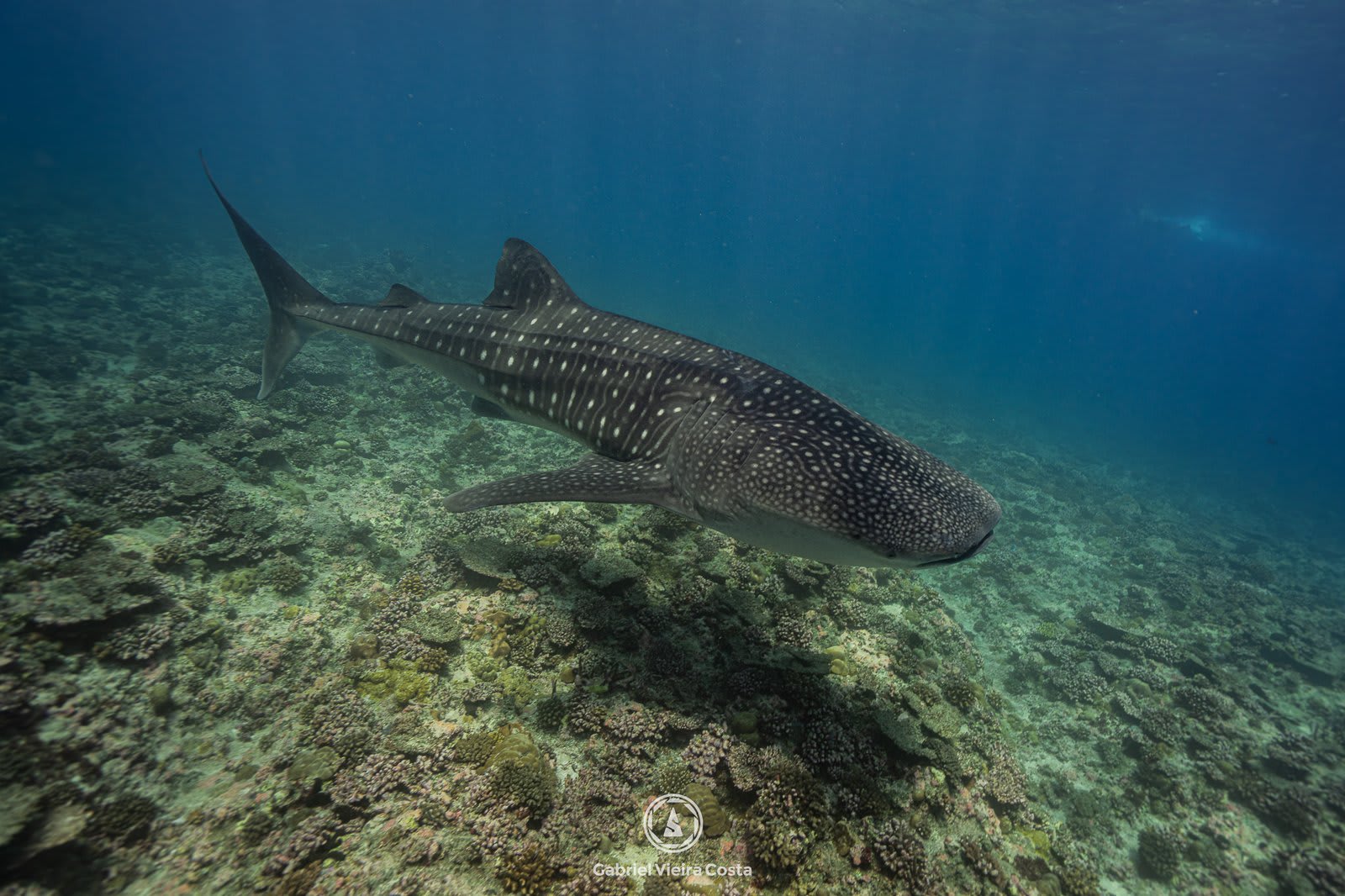 Guia definitivo para mergulhar nas Maldivas: épocas, vida marinha e dicas profissionais