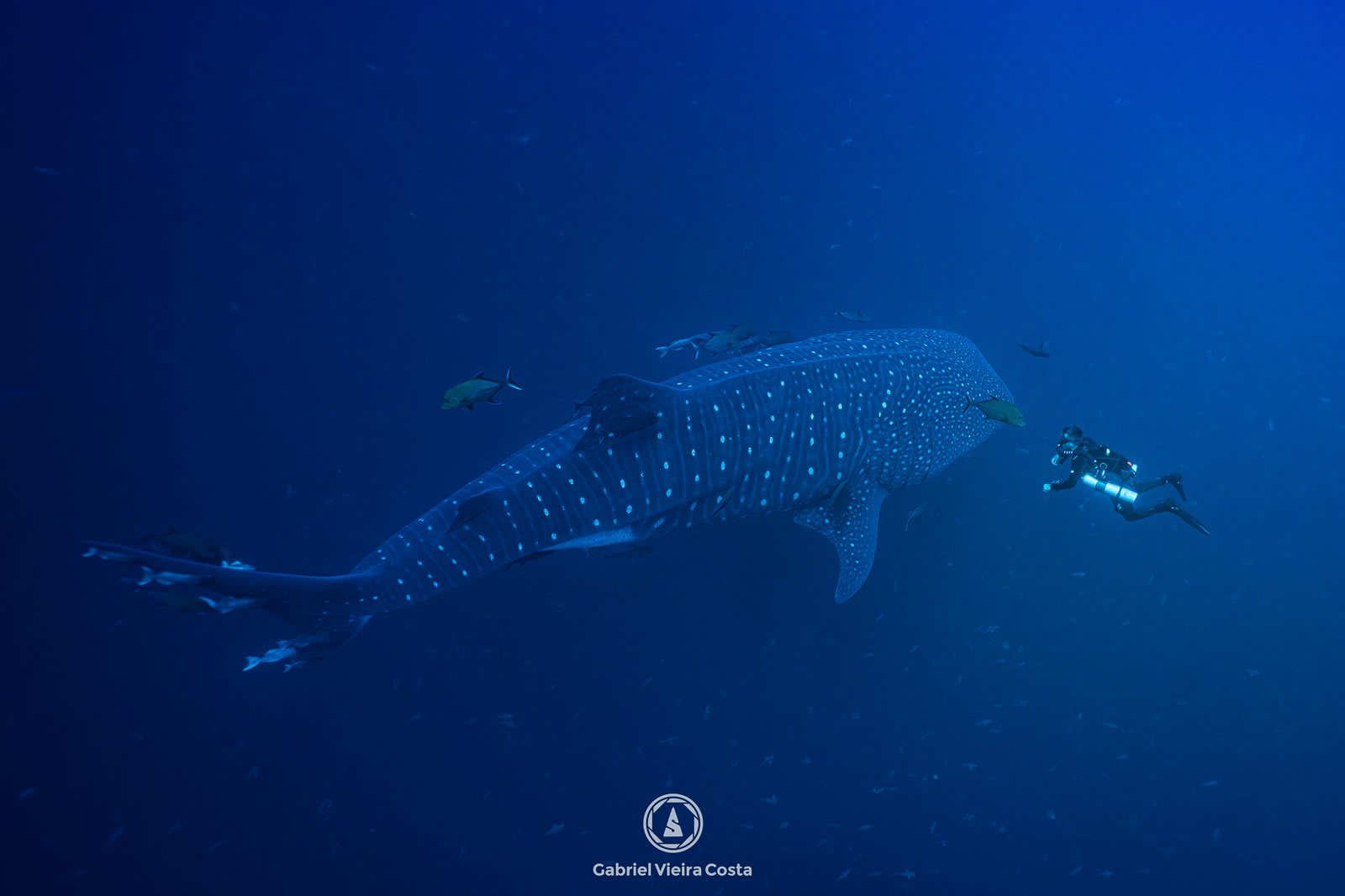 10 animais incríveis que você pode encontrar mergulhando pelo mundo