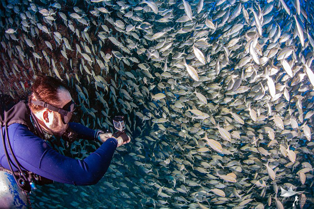 Diver in a school of fish, Recife