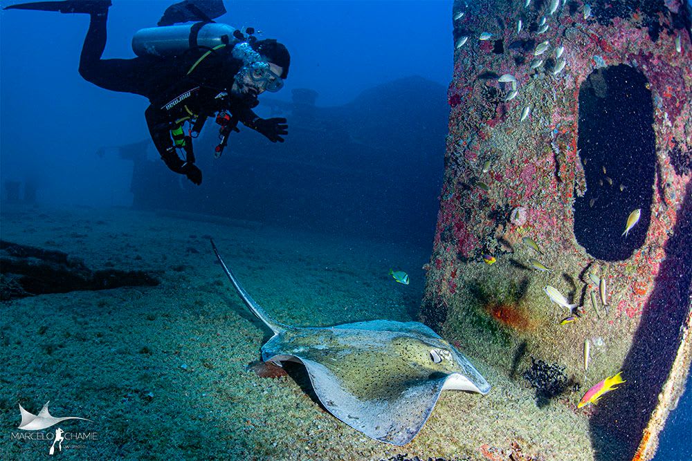 Diver and stingray, Recife