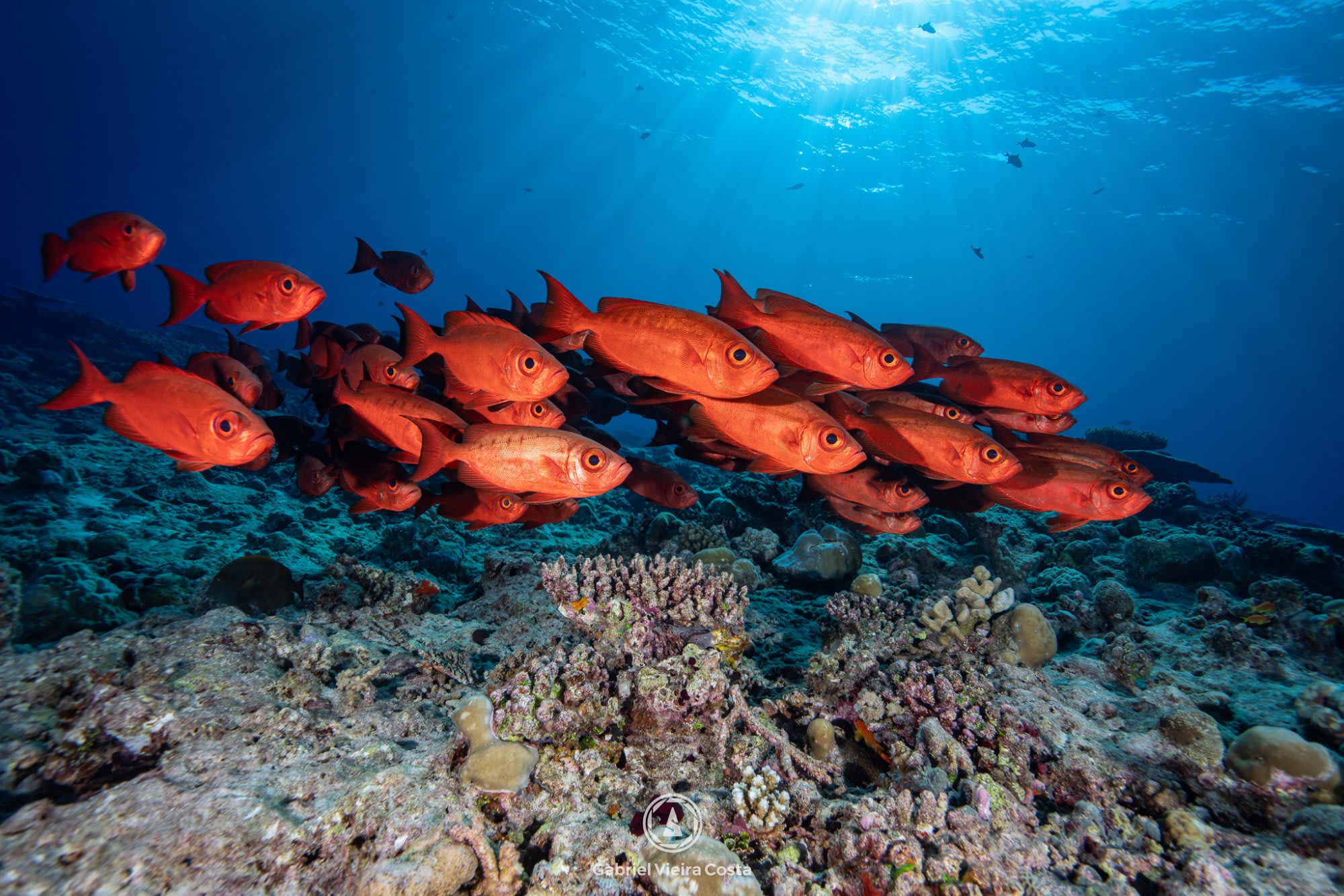 Cardume de peixes vermelhos — Gabriel Vieira Costa
