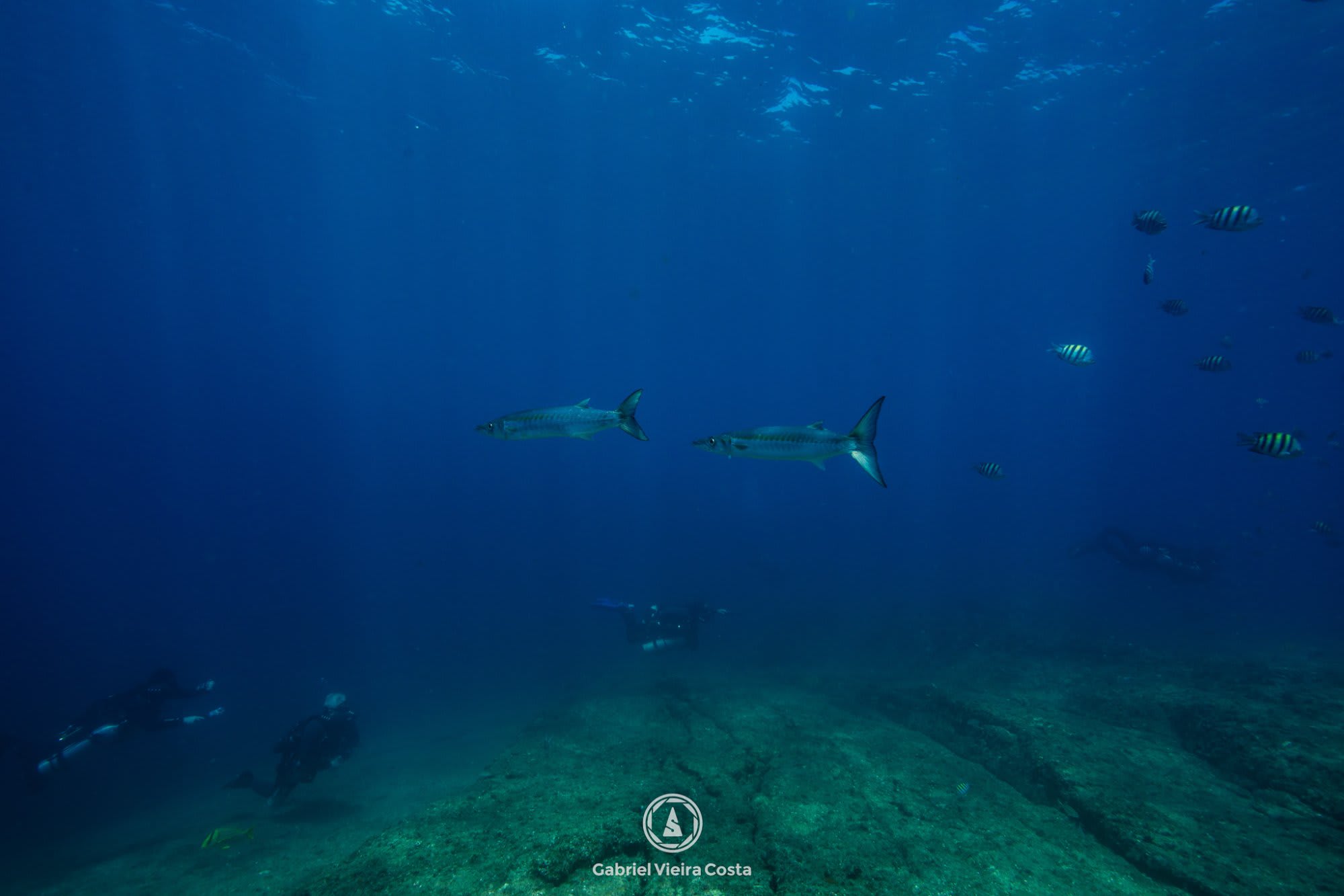 Cavalas com mergulhadores