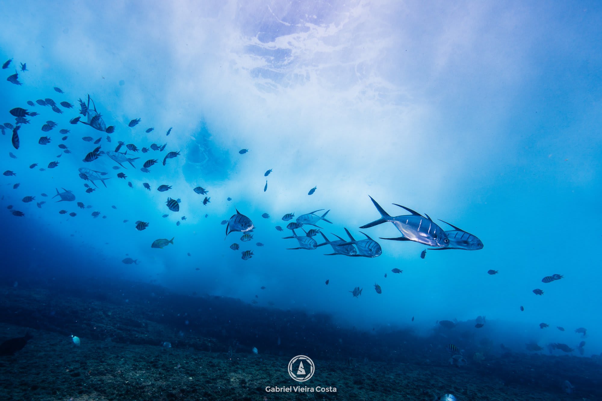 Cardume azul com raios de sol
