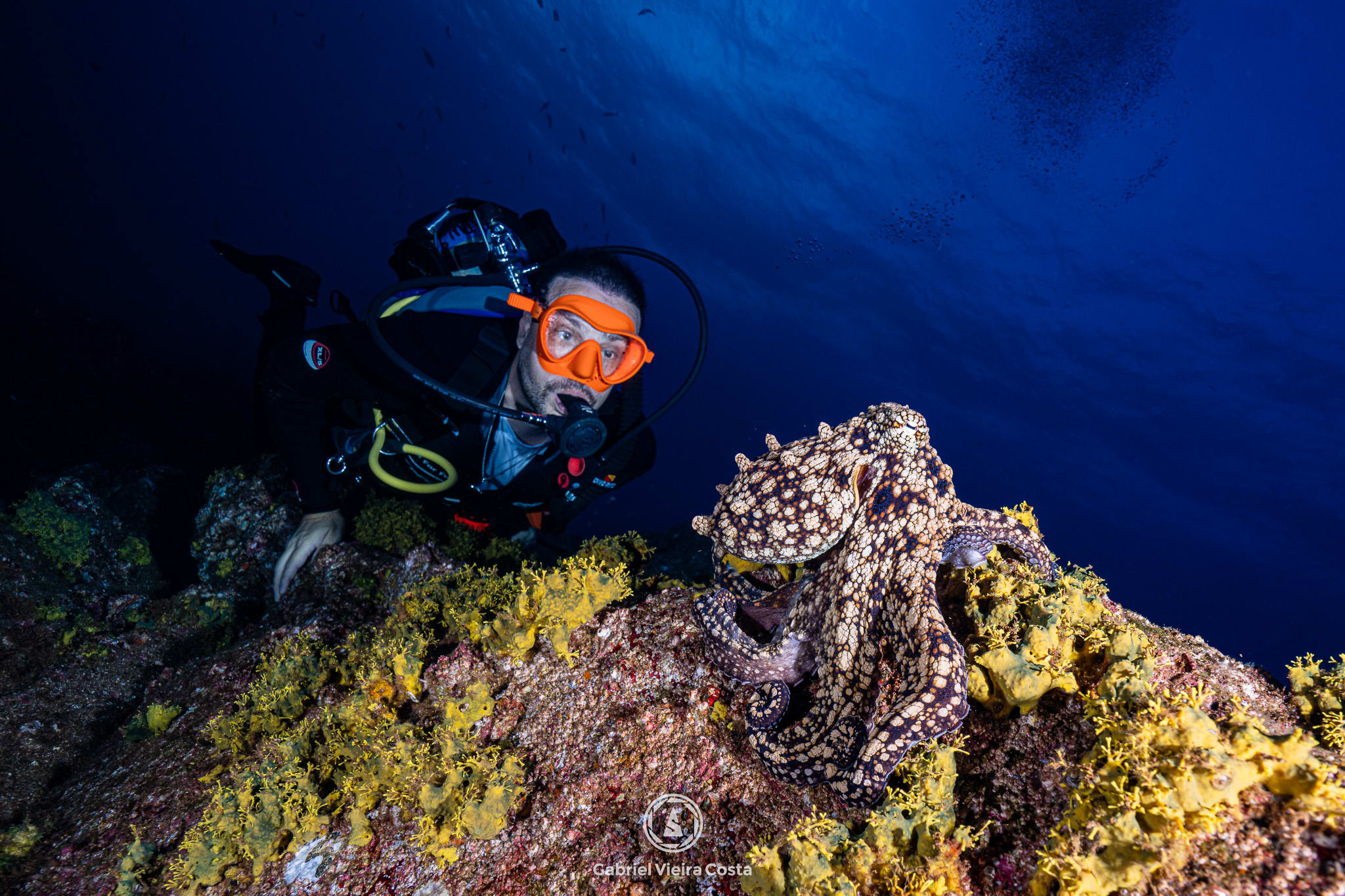 Mergulhador em encontro com polvo