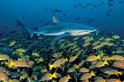 Tubarão com cardume de vermelhos em Cocos