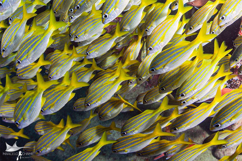 School of dog snappers, Recife