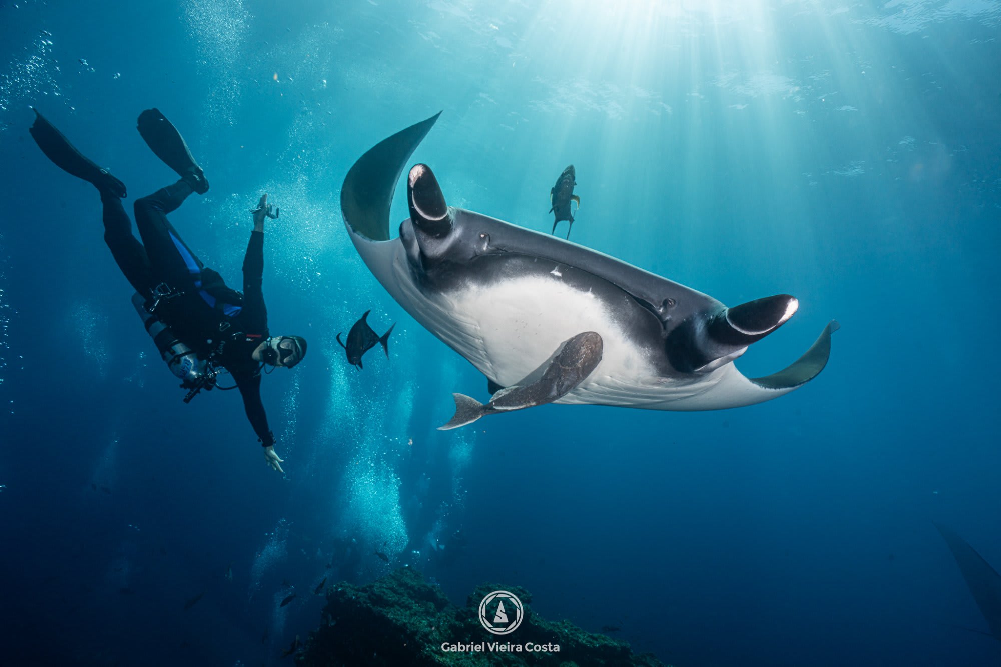 Manta em Revillagigedo