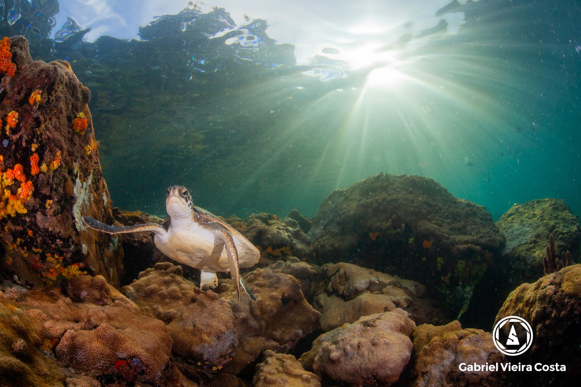 Tartaruga com raios de luz