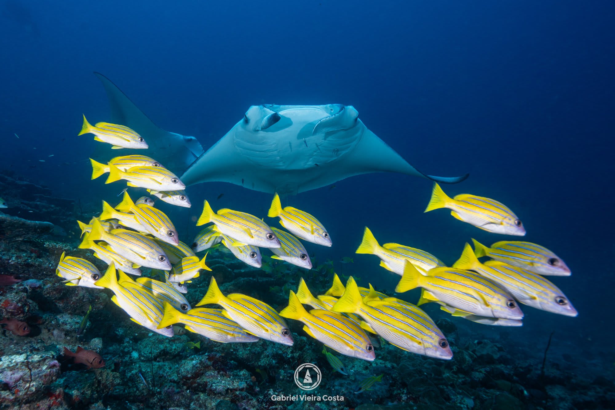 Manta e fusíleiros — Gabriel Vieira Costa