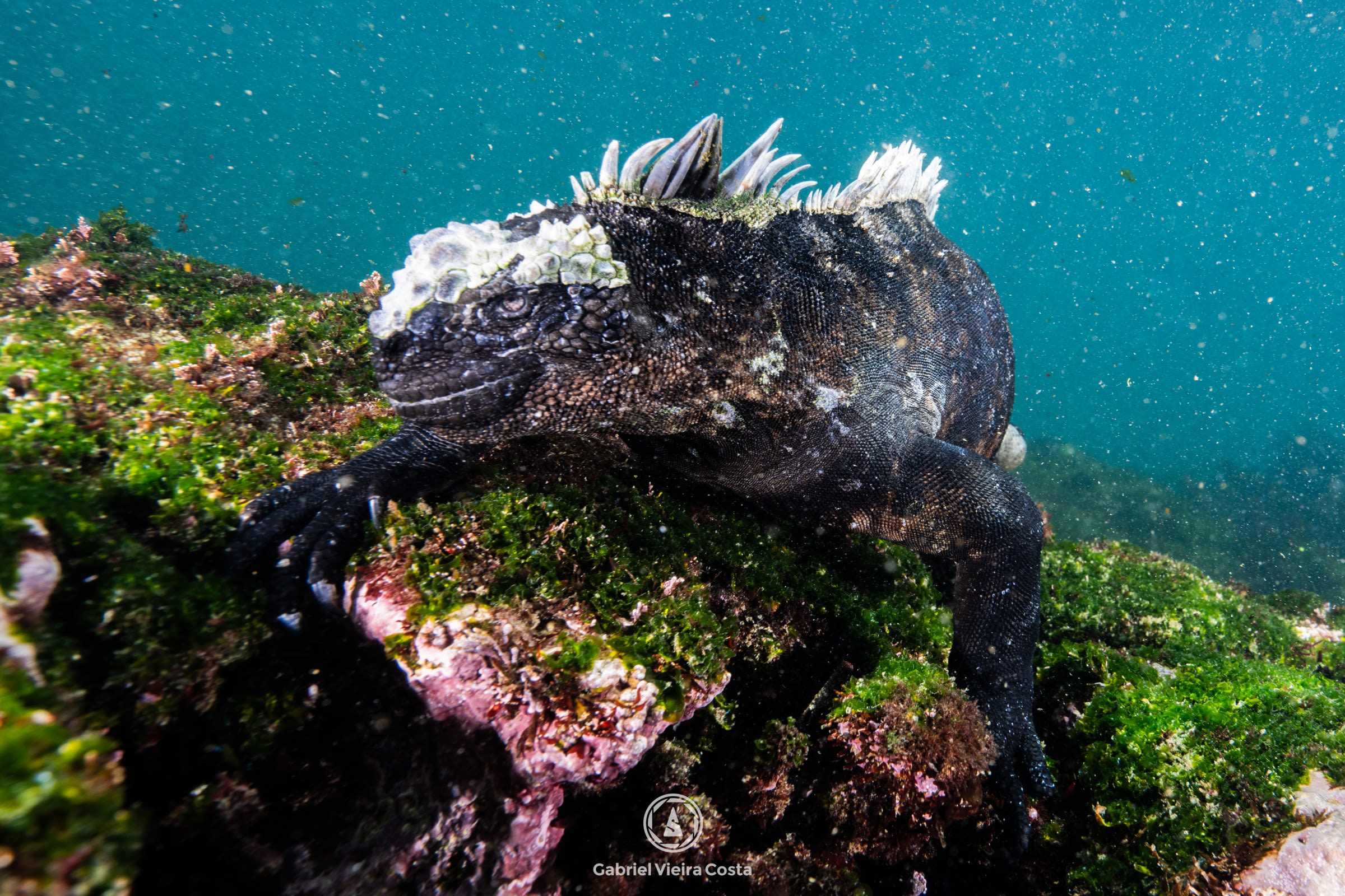 Mergulho em Galápagos: cardumes de martelo, iguanas marinhas e o mar de Darwin