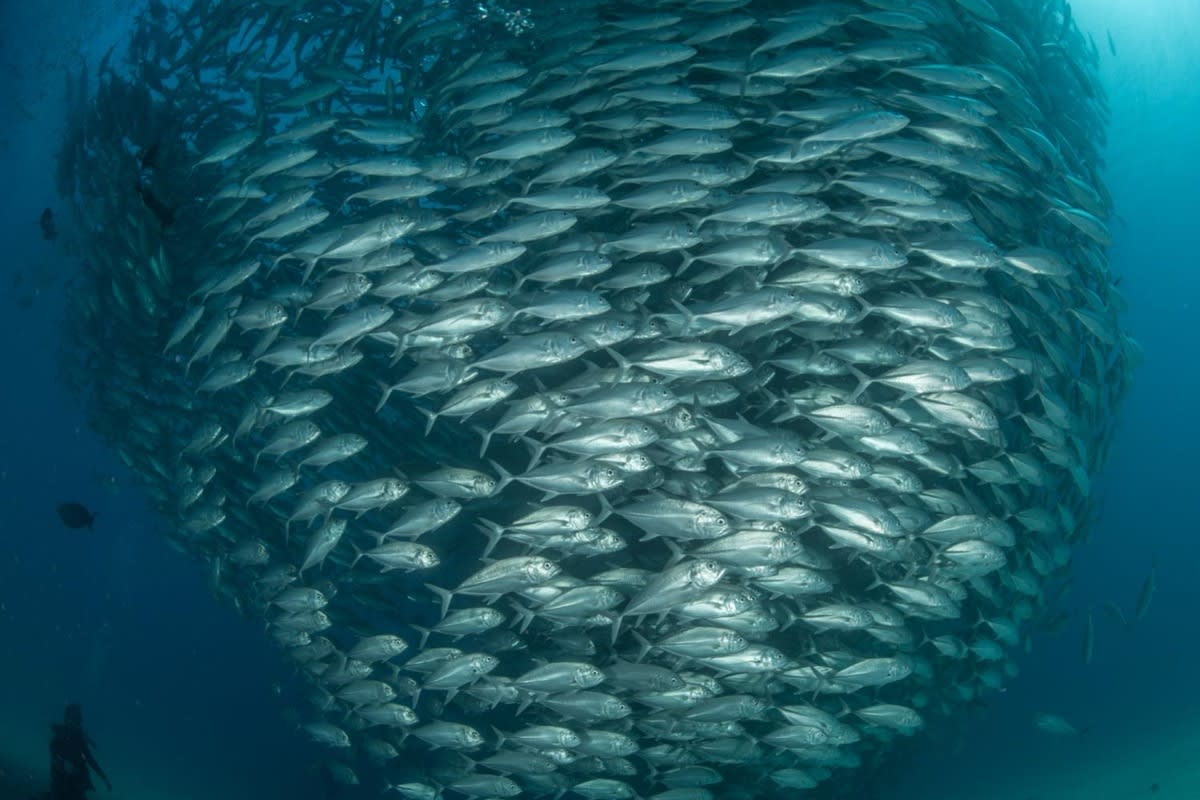Cardume no Mar de Cortez