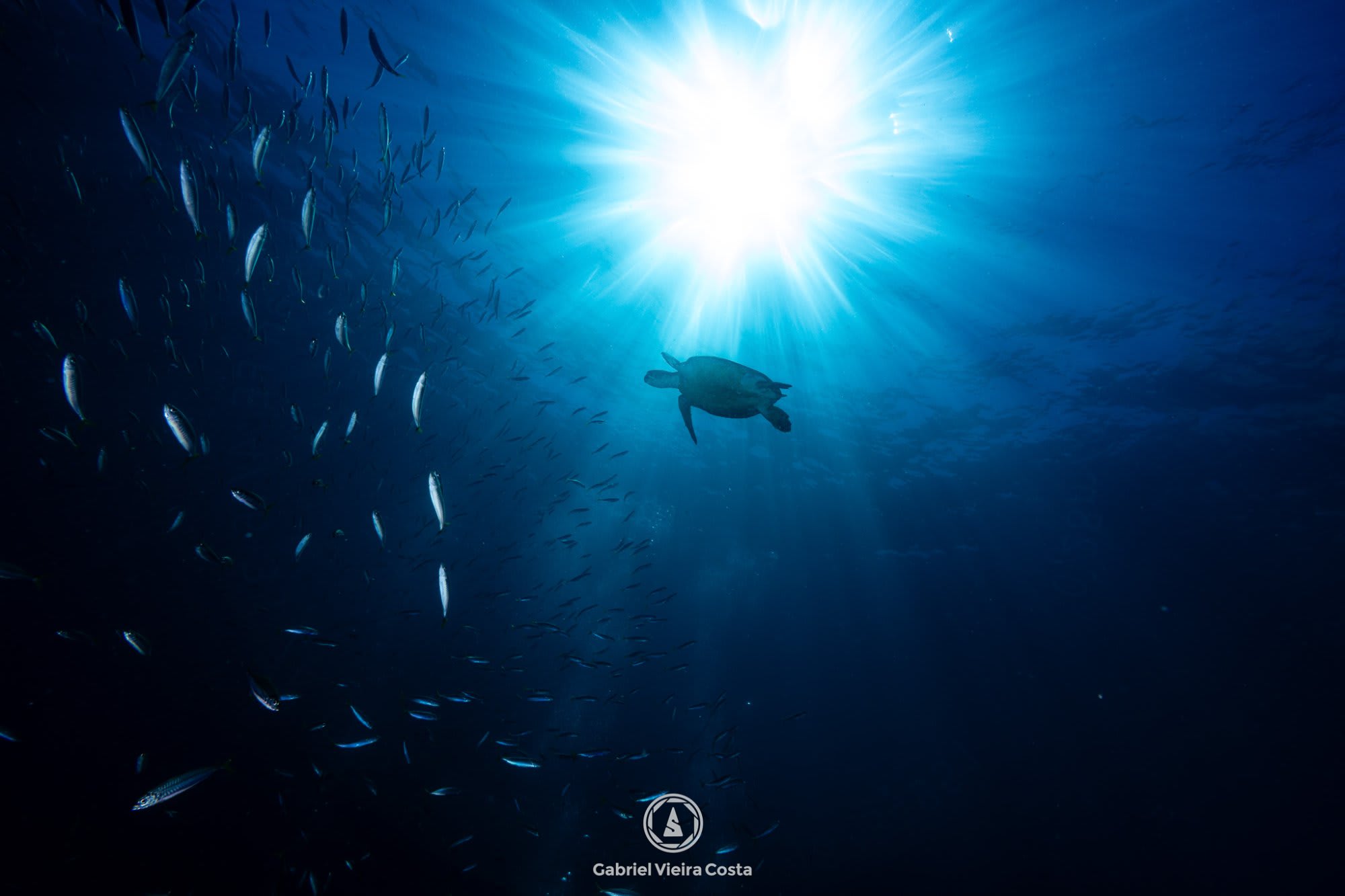 Tartaruga com sol estrelado