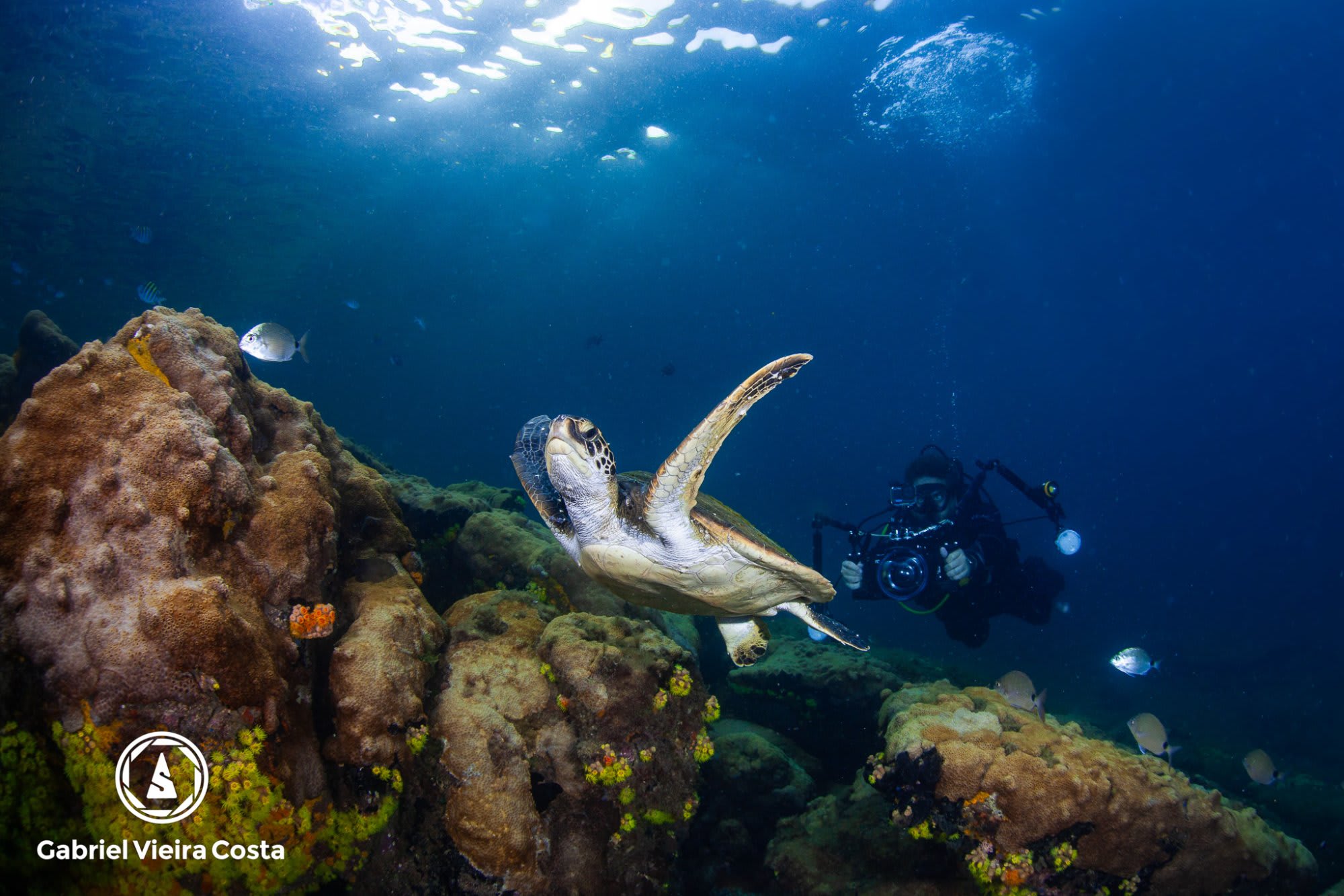 Tartaruga e mergulhador