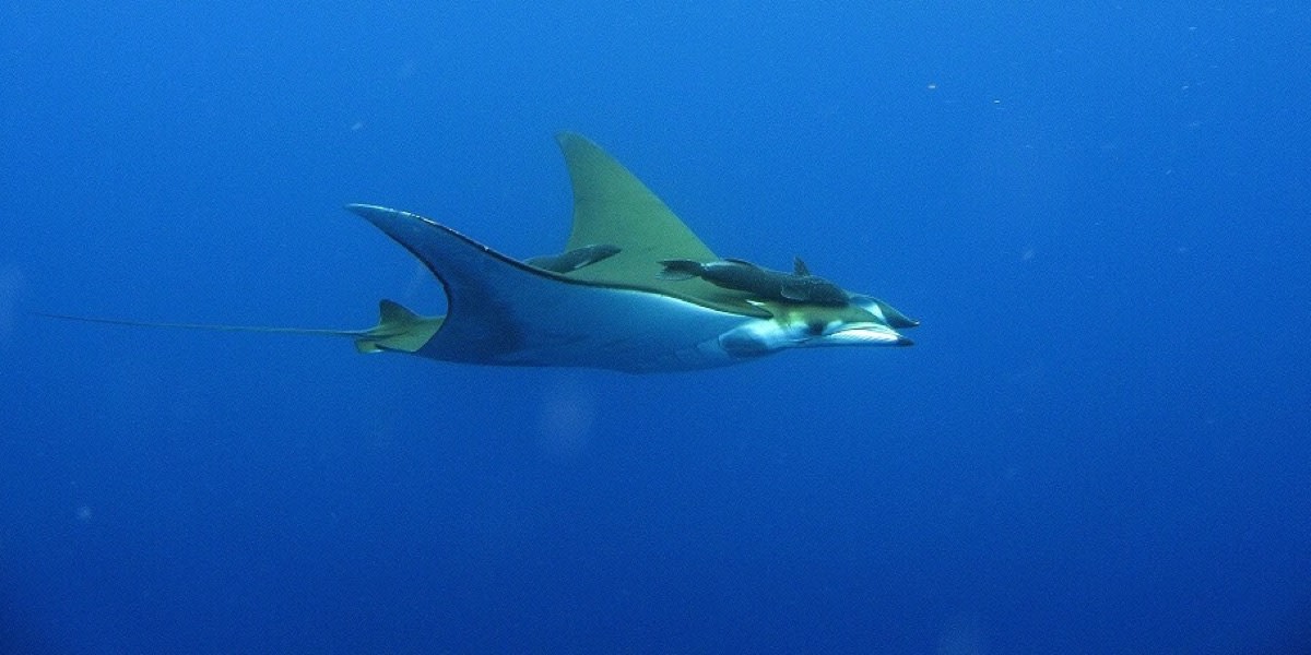 Mantas no Mar de Cortez
