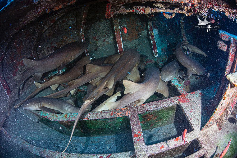 Nurse sharks inside the shipwreck, Recife