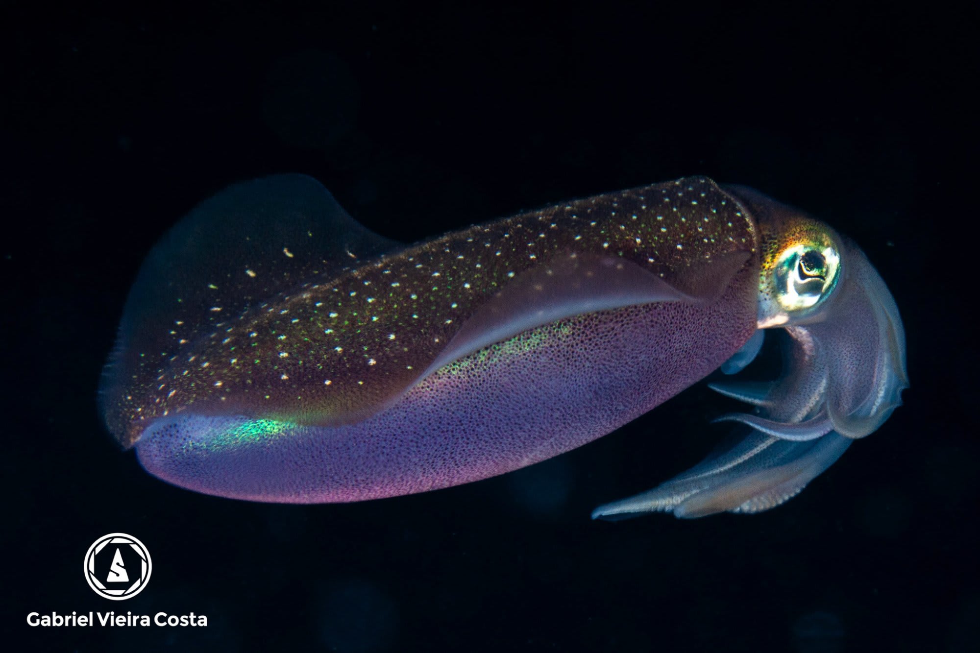 Lula iridescente noturna