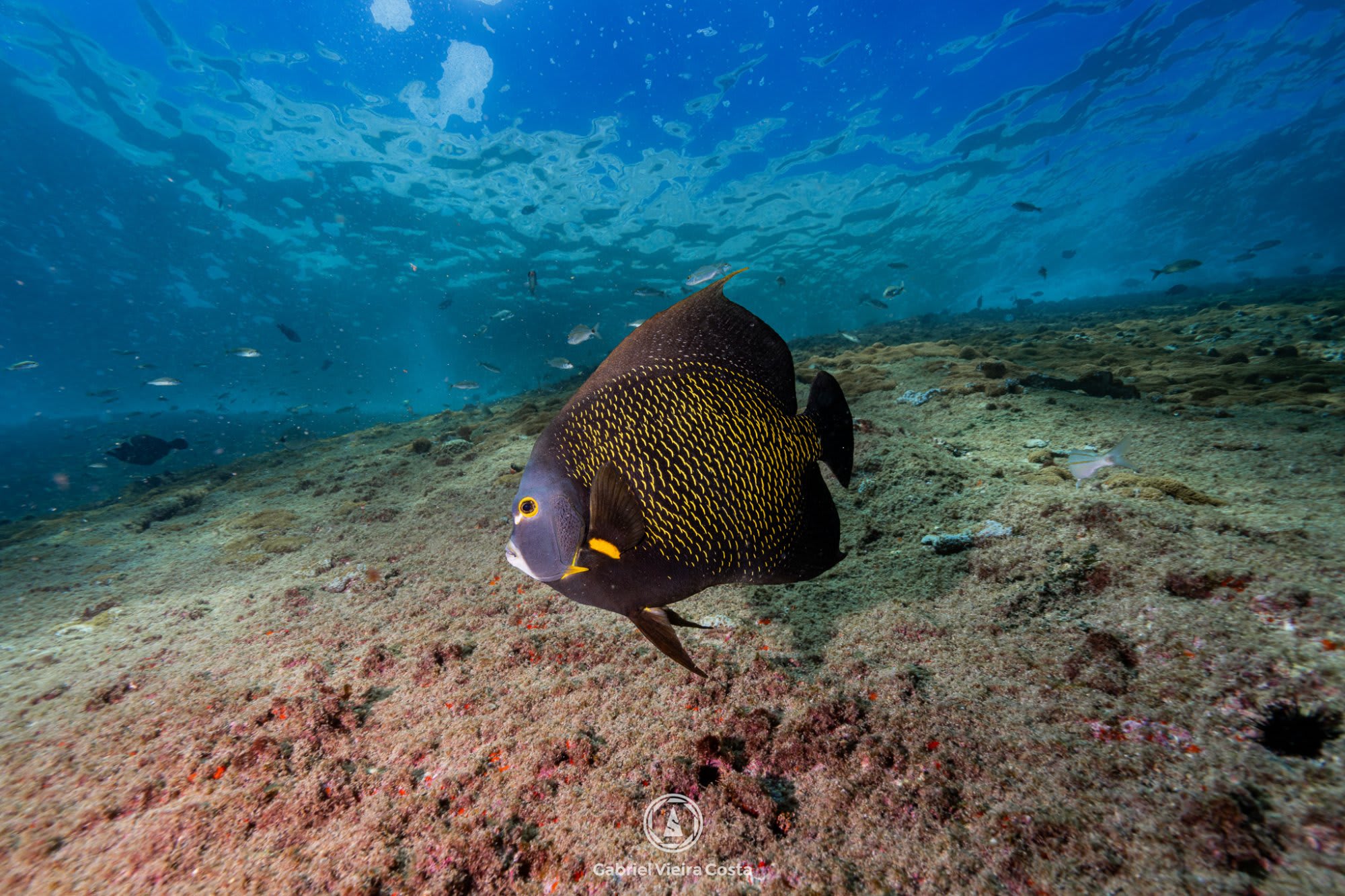 Peixe-anjo com fusíleiro e mergulhador