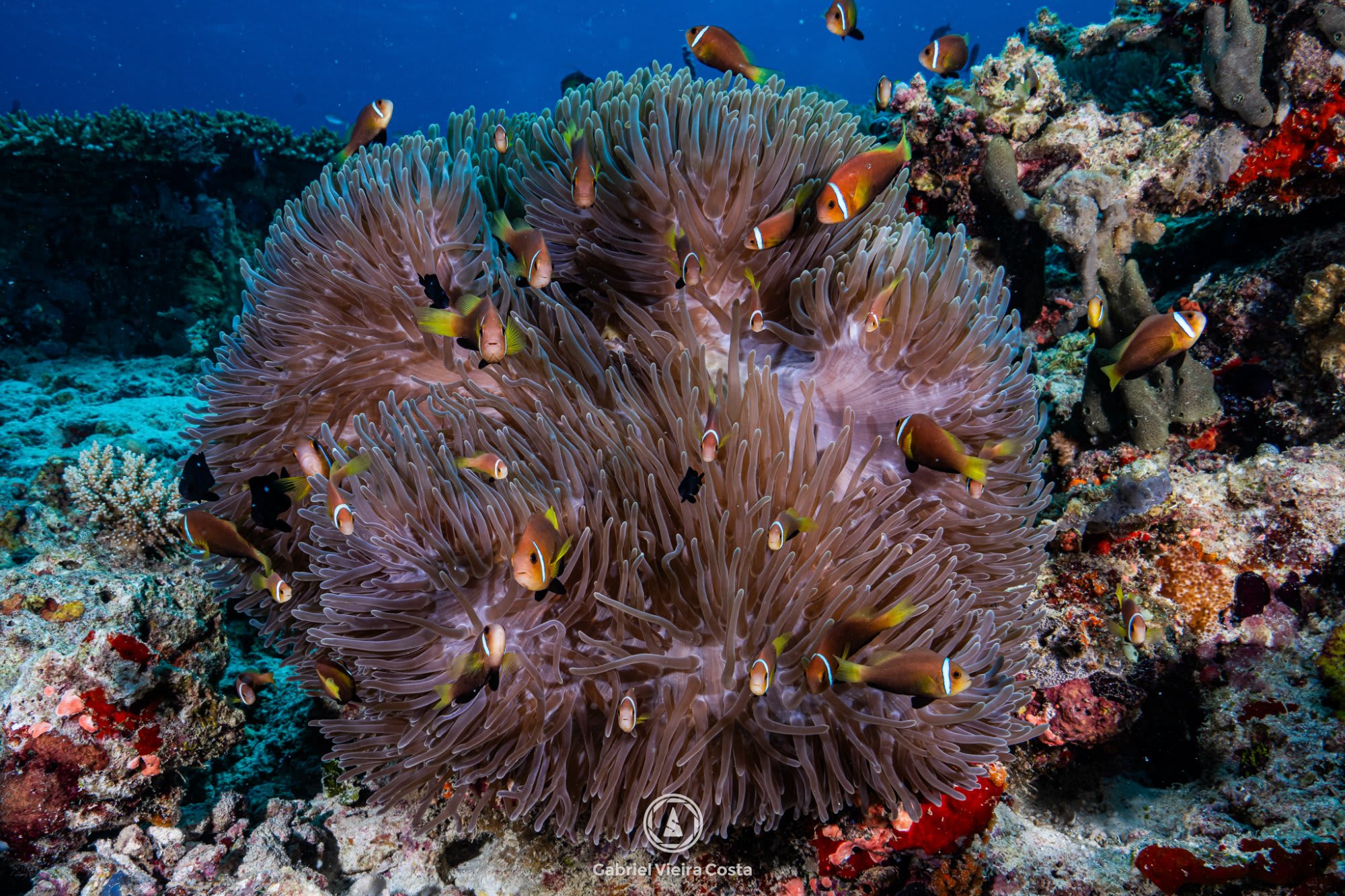 Anêmonas e palhaços — Gabriel Vieira Costa