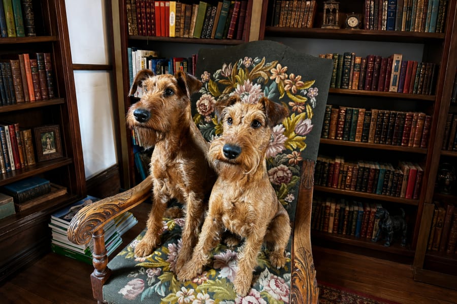 Chiens accueillis dans les salons du Château d'Isigny