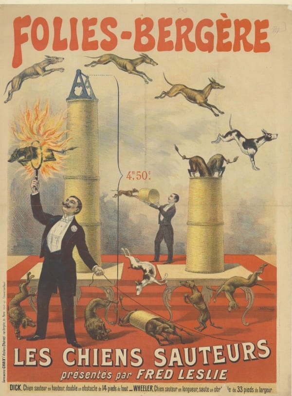 Les chiens et chats