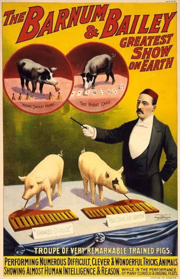 Les cochons, taureaux et autres animaux de la ferme
