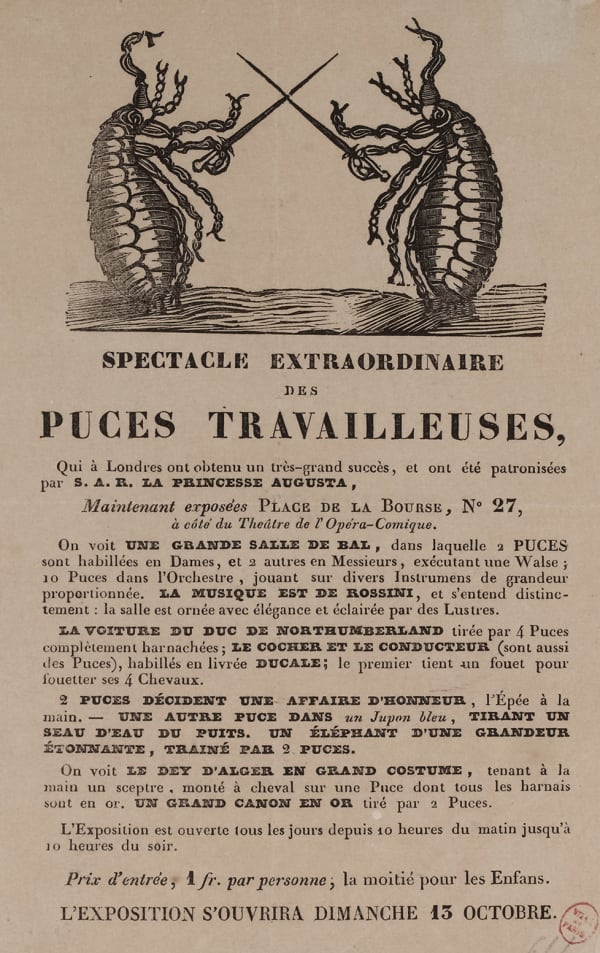 Les puces savantes et micro-spectacles