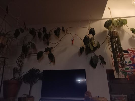 Camera Appartement te huur 2023 in Ledeberg Immagine 1