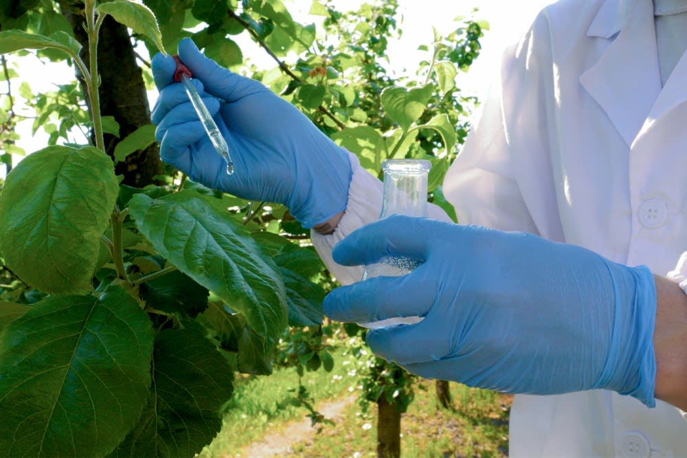 Kratom Harvesting