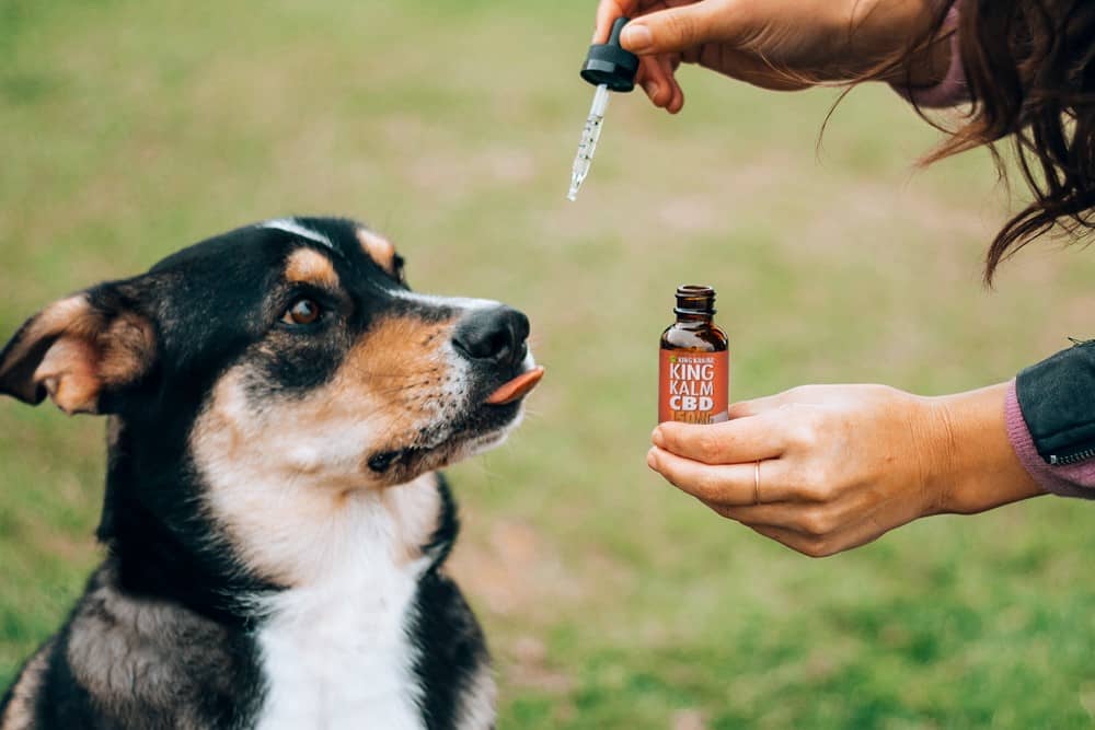 A dog owner holds a dropper of CBD oil out for their dog