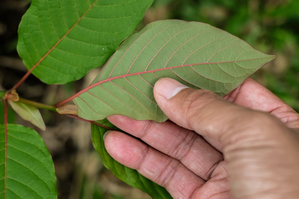 Stem and Vein Kratom: What You Need to Know