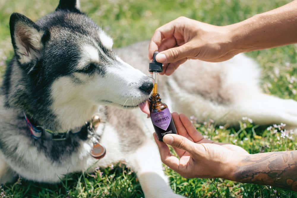 CBD for Dogs: Coping with Separation Anxiety