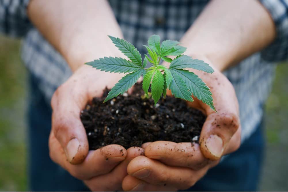How to Grow Hemp