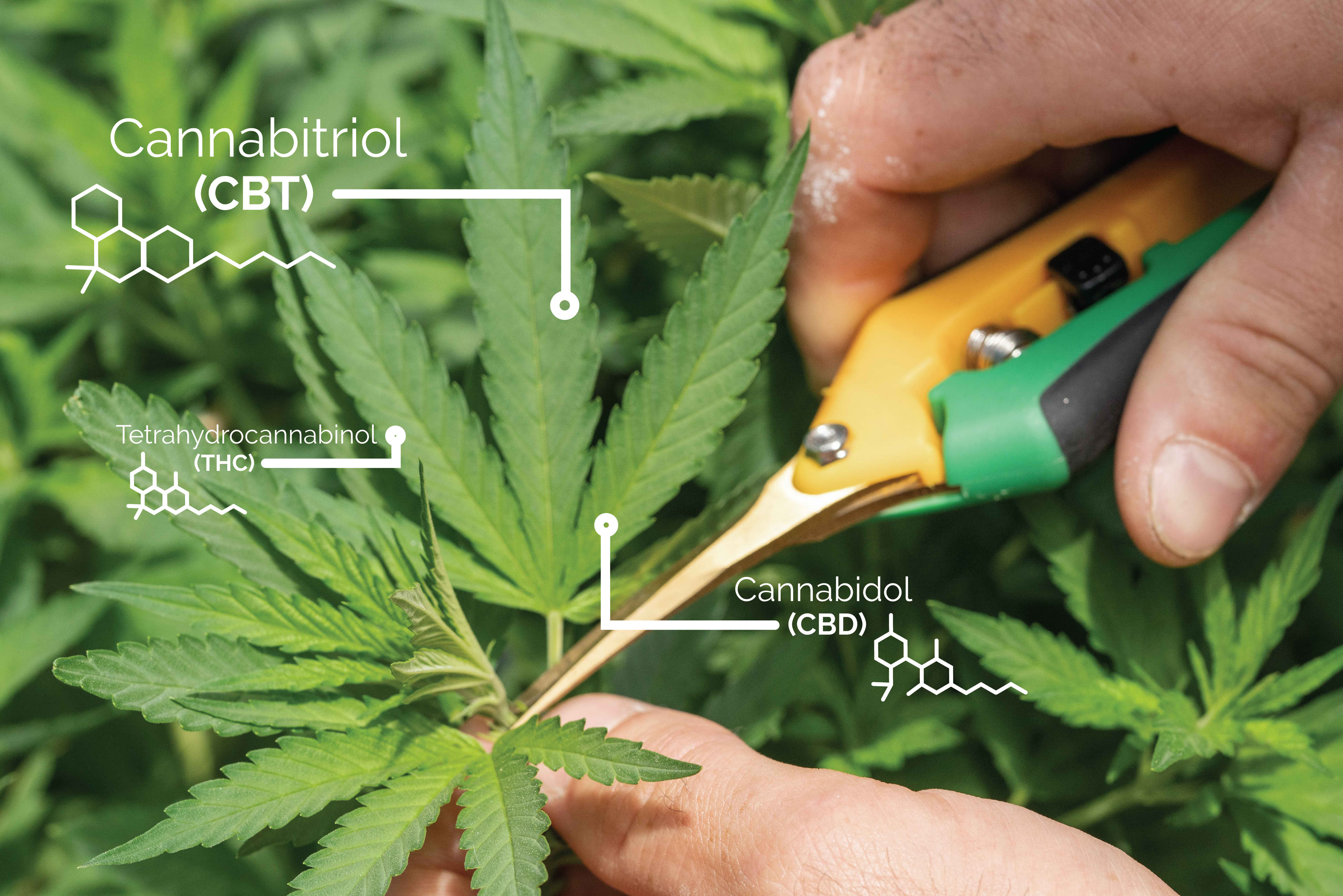 What is Cannabitriol?