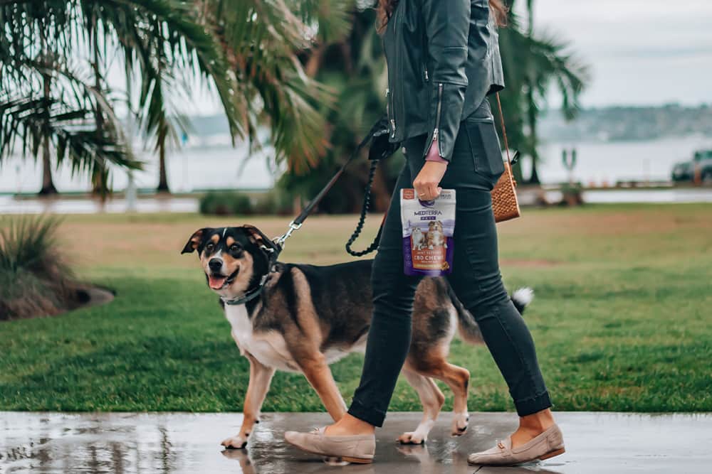 Types of CBD Pet Products