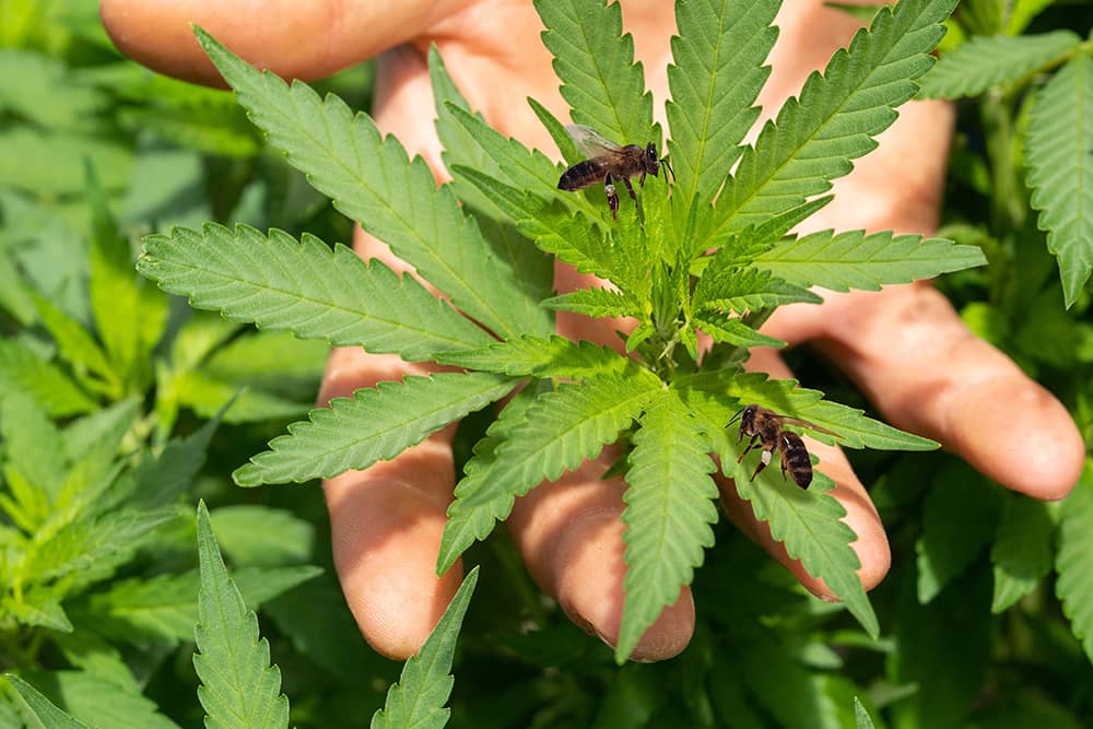 A bee on a hemp plant because bees love hemp!